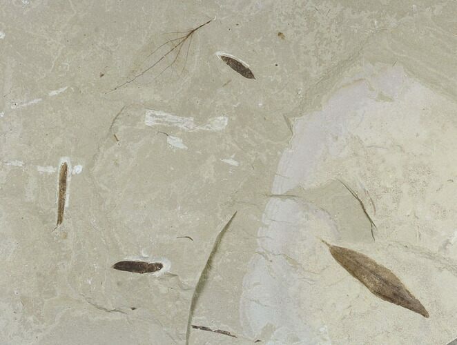 Fossil Leaf Plate - Green River Formation, Utah #118009